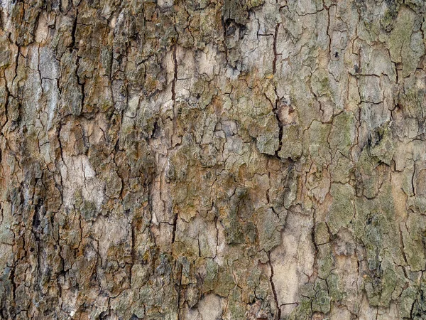 Tekstura Pnia Drzewa Skórką Kory Woody Wyblakłe Tło Pełnym Ekranie — Zdjęcie stockowe