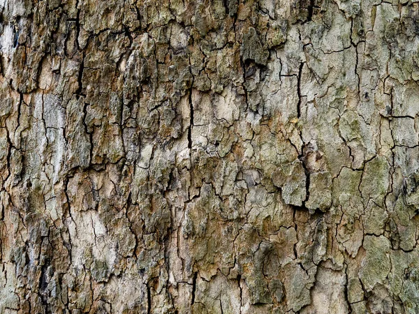 Kabuğu soyulmuş bir ağaç gövdesi dokusu. Odunsu, solgun tam ekran arkaplan.