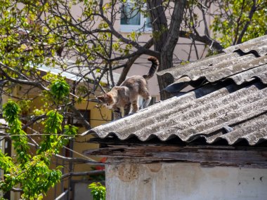 Sokak kedisi, bir köy kulübesinin çatısından ağaçların arkasına doğru yürüyor. Gri kürklü, beyaz ağızlıklı ve çizgili kuyruklu bir köpek güneşte yürüyor..