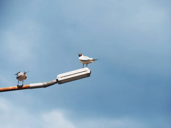 Duas Gaivotas Mar Sentam Num Poste Enferrujado Aves Selvagens Contra — Fotografia de Stock