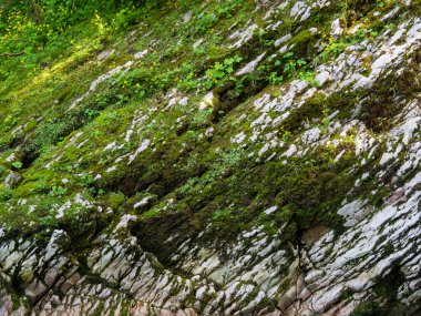 A primitive, prehistoric texture. Detailed moss background on gray textured rock. 
