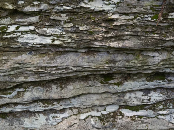 Eine Primitive Prähistorische Textur Detaillierter Moos Hintergrund Auf Grau Strukturiertem — Stockfoto
