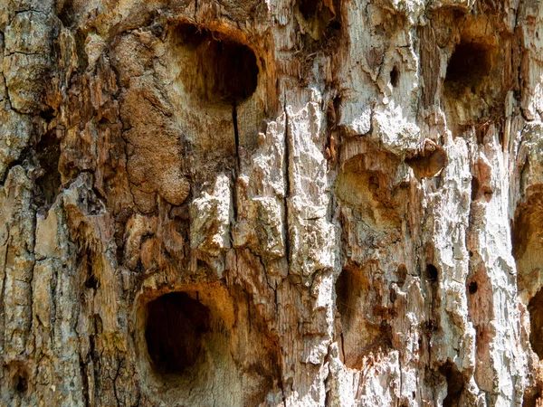 Texture Dry Dead Tree Trunk Eaten Wood Beetles Parasites Bark — Photo