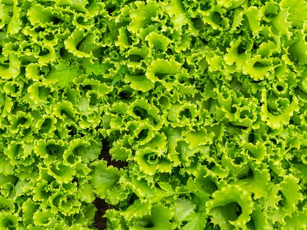 Fundo Brilhante Planta Verão Textura Uma Alface Folha Verde Plantada — Fotografia de Stock