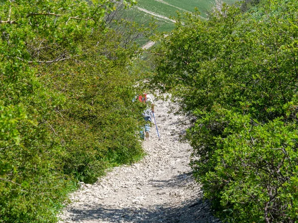 An elderly woman is hiking uphill along a rocky path. An old lady is engaged in Nordic walking with ski poles.