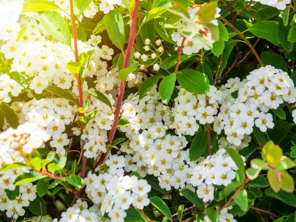 Bol bol açan bir çalı çalısı Spirea Vangutta. Dekoratif Spiraea Vanhouttei 'nin bahar çiçekleri.