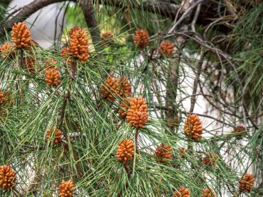 Kahverengi tomurcuklar bir dağ çam ağacında. Kozalaklı bir ağacın dalındaki genç kozalaklar..