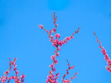 Mavi gökyüzüne karşı açan koyu pembe Japon sakurası dalları. Kiraz ağacı baharda çiçek açar..