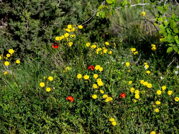 A lot of red and yellow wildflowers on a background of green grass. \