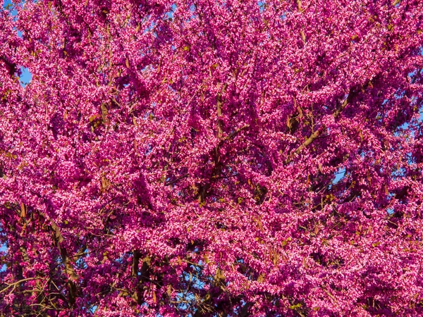 Branches Blooming Dark Pink Japanese Sakura Blue Sky Cherry Tree — Stock Photo, Image