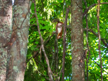 Erkek kırmızı sincap ağaçların dallarını yok eder ve kabuklarını koparır. Yaz parkında sincap. Orman yeşilliklerinin arkasında..