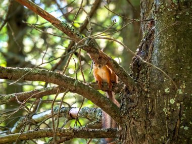 Dişi bir kızıl ağaç tepesinde oturuyor ve kameraya tuhaf bir şekilde bakıyor. Yaz parkında sincap. Orman yeşilliklerinin arkasında..