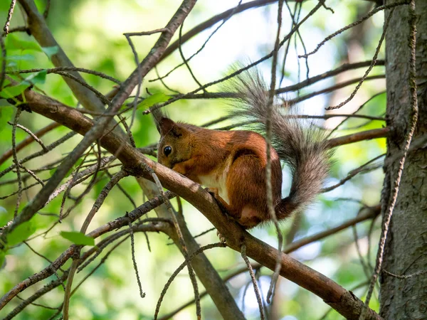 Das Männliche Rote Eichhörnchen Zerstört Die Äste Von Bäumen Und — Stockfoto