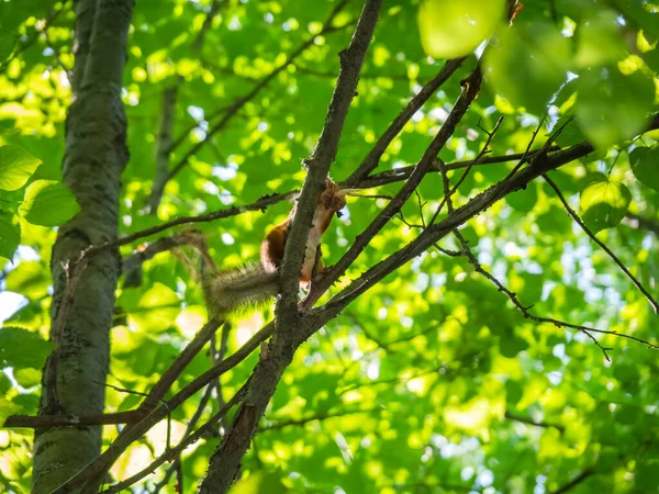 Das Männliche Rote Eichhörnchen Zerstört Die Äste Von Bäumen Und — Stockfoto