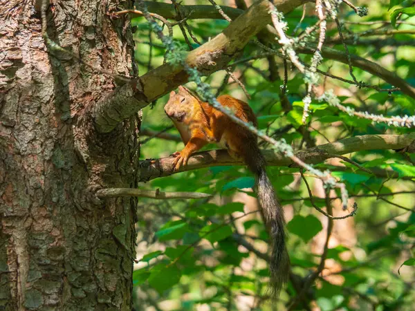 Female Redhead Sits Tree Looks Curiously Camera Squirrel Summer Park Royalty Free Stock Images