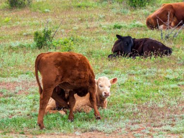 Serbest otlaktaki bir sığır sürüsü yeşil bir çayırda dinleniyor. İnekler yalan söylüyor ya da yeşil çimlerin üzerinde duruyorlar. Çiftçilik, çiftlik hayvanları.