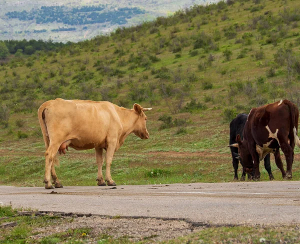 Las Vacas Cruzan Carretera Las Montañas Crimea Una Manada Ganado —  Fotos de Stock