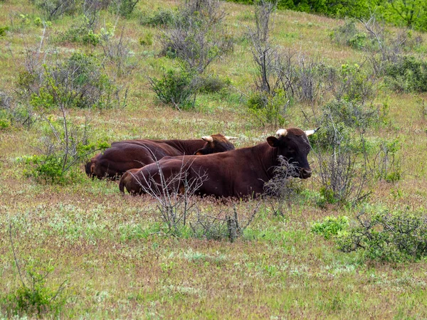 Rebaño Ganado Pasto Libre Está Descansando Prado Verde Las Vacas —  Fotos de Stock