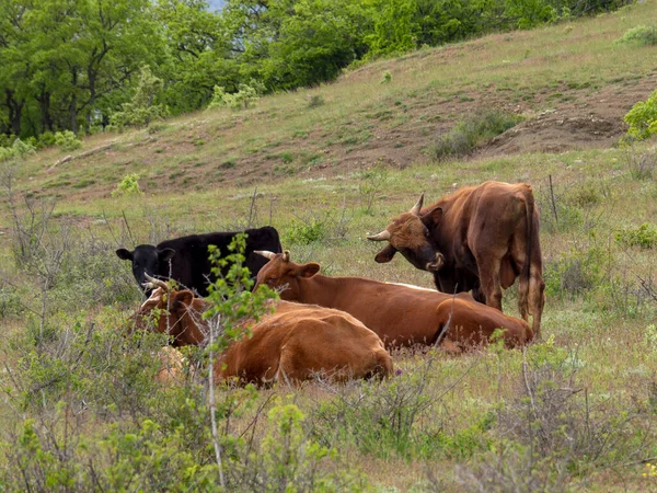 Rebaño Ganado Pasto Libre Está Descansando Prado Verde Las Vacas —  Fotos de Stock