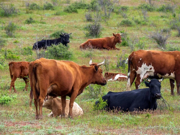 Serbest Otlaktaki Bir Sığır Sürüsü Yeşil Bir Çayırda Dinleniyor Nekler — Stok fotoğraf