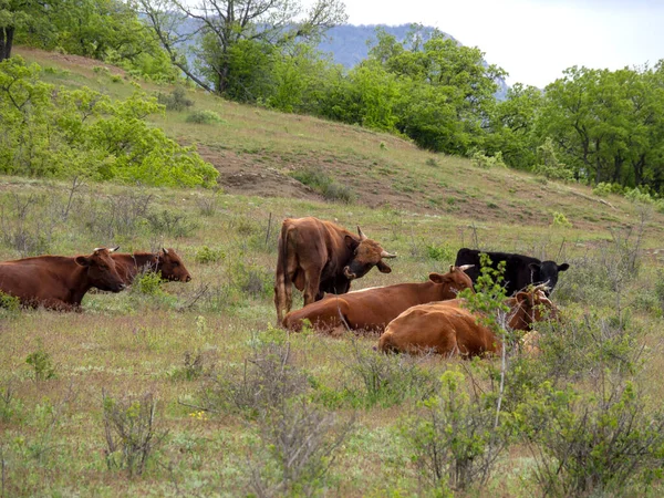 Rebaño Ganado Pasto Libre Está Descansando Prado Verde Las Vacas — Foto de Stock