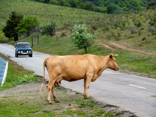 Crimea Koktebel 2021 Una Vaca Cruza Carretera Las Montañas Crimea —  Fotos de Stock