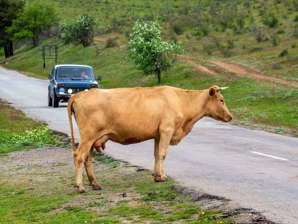 Crimea Koktebel 2021 Una Vaca Cruza Carretera Las Montañas Crimea —  Fotos de Stock