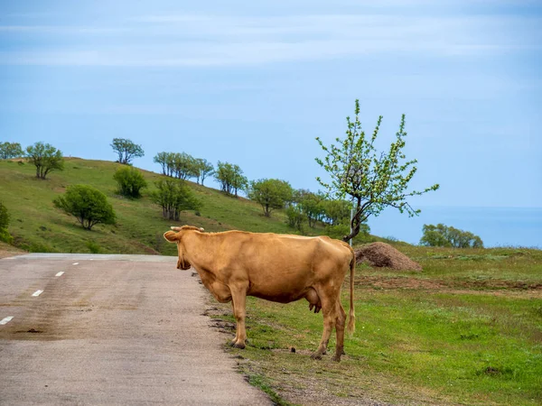 Las Vacas Cruzan Carretera Las Montañas Crimea Una Manada Ganado —  Fotos de Stock