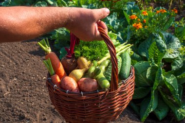 Yaşlı adam kendi bahçelerinin arka planında bir sepet sebze tutuyor. Sonbahar hasadı..