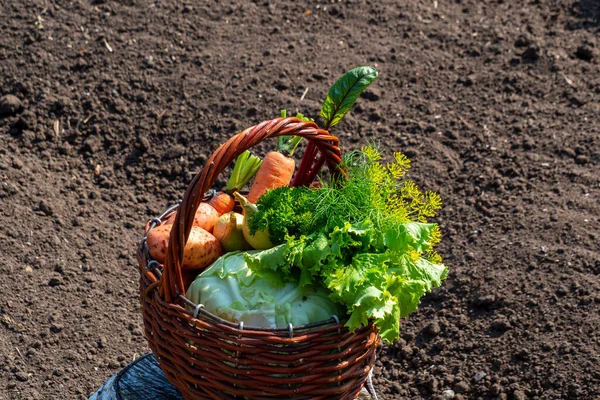 Keranjang Sayuran Dengan Latar Belakang Kebunnya Sendiri — Stok Foto