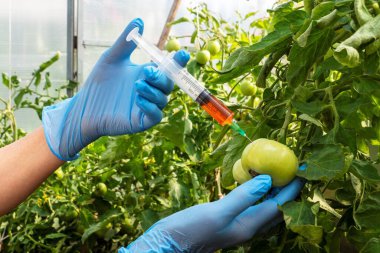 Mavi eldivenli kadın bilim adamı elinde kırmızı kimyasal gübre olan bir şırınga tutuyor. Böcek böceklerinden alınan toksinle ekin tedavisi. GDO gıda enjeksiyonu. Sebzelerin büyümesini hızlandıran deneyler.