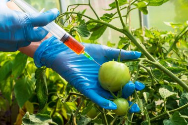 Mavi eldivenli kadın bilim adamı elinde kırmızı kimyasal gübre olan bir şırınga tutuyor. Böcek böceklerinden alınan toksinle ekin tedavisi. GDO gıda enjeksiyonu. Sebzelerin büyümesini hızlandıran deneyler.