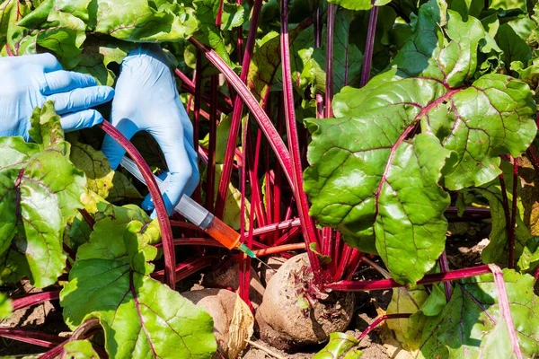 Female scientist in blue medical gloves holds syringe with a red chemical fertilizer. Crop treatment with toxin from insect pests. GMO food injection. Experiments accelerating growth of vegetables.