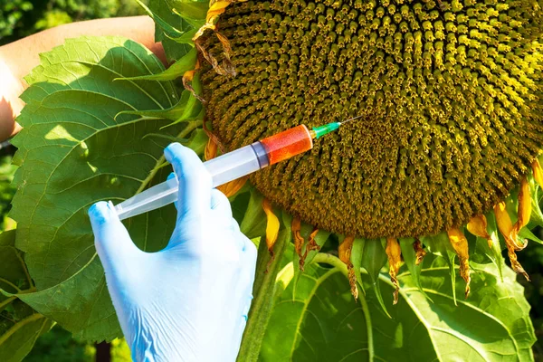 Female Scientist Blue Medical Gloves Holds Syringe Red Chemical Fertilizer — Stock Photo, Image