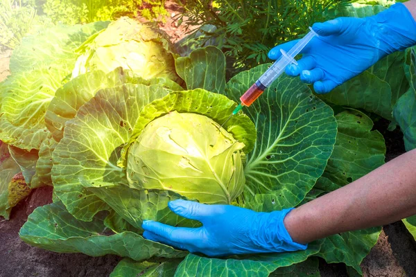 Cientista Feminina Luvas Médicas Azuis Segura Seringa Com Fertilizante Químico — Fotografia de Stock