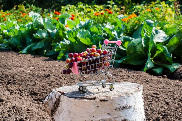 Ramo Uvas Frambuesas Pequeño Carrito Compras Carro Juguete Fondo Jardín —  Fotos de Stock