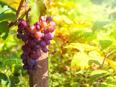 Bahçedeki bir dalda bir demet ev yapımı üzüm yetişiyor. Parlak güneşin altında bir üzüm çiftliğinde sonbahar hasadı.