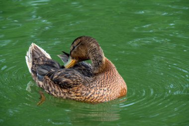 Büyük gri bir ördek tüylerini yolar ya da bir gölün yeşil sularında kendini temizler..