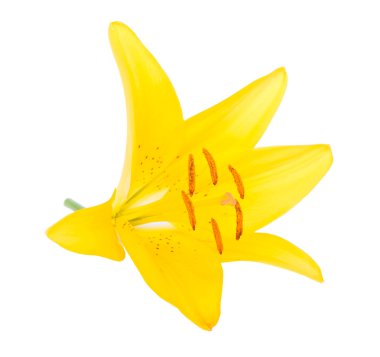 Bahar sarı Zambak çiçeği beyaz izole