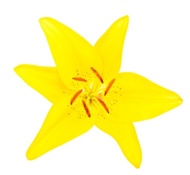 Bahar sarı Zambak çiçeği beyaz izole