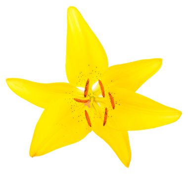 Bahar sarı Zambak çiçeği beyaz izole