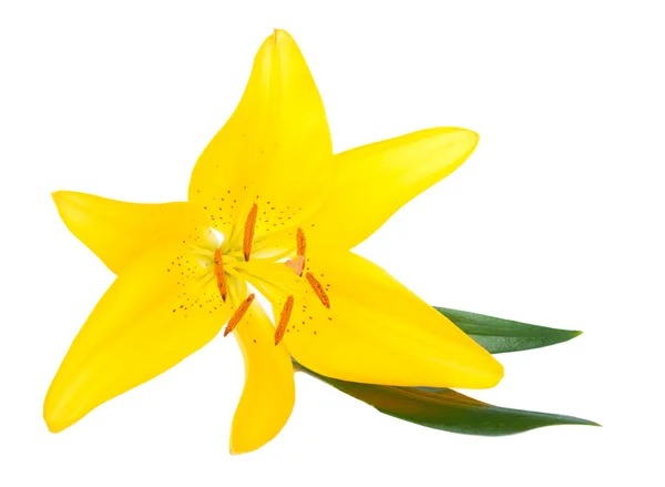 春の黄色いユリの花が白で隔離 — ストック写真