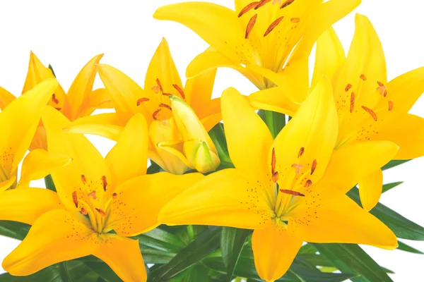 Spring yellow lily flower isolated on white — Stock Photo, Image