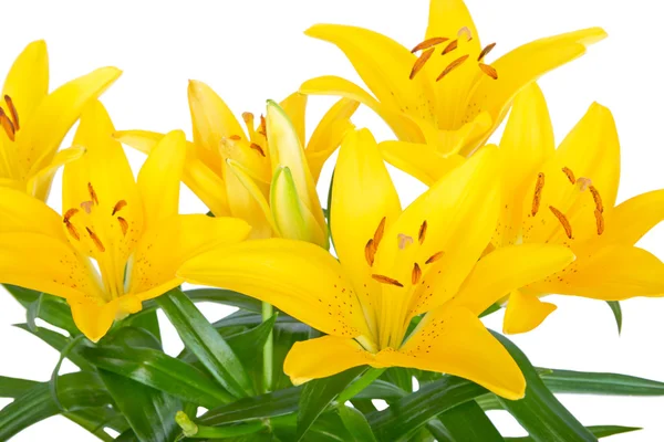 Spring yellow lily flower isolated on white — Stock Photo, Image