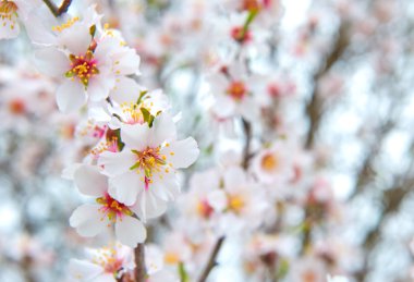 Narin badem ilk çiçekler bahar