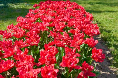 Bir çim üzerinde güzel bahar lale çiçekleri