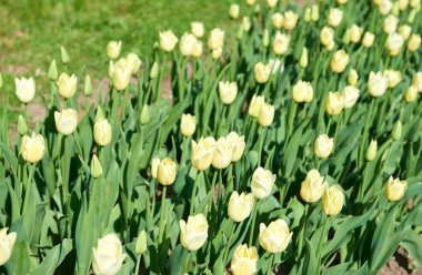 Bir çim üzerinde güzel bahar lale çiçekleri
