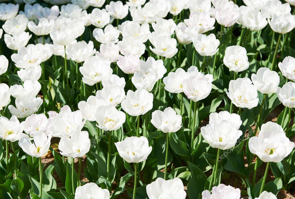 Flowers of beautiful spring tulips on a lawn