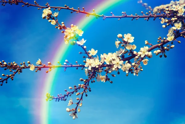 Finom tavaszi az első virágok a mandula, a természet háttér, a sky — Stock Fotó