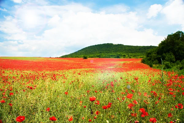 Landschaft der Mohnfelder mit roten Blumen in Bulgarien — Stockfoto